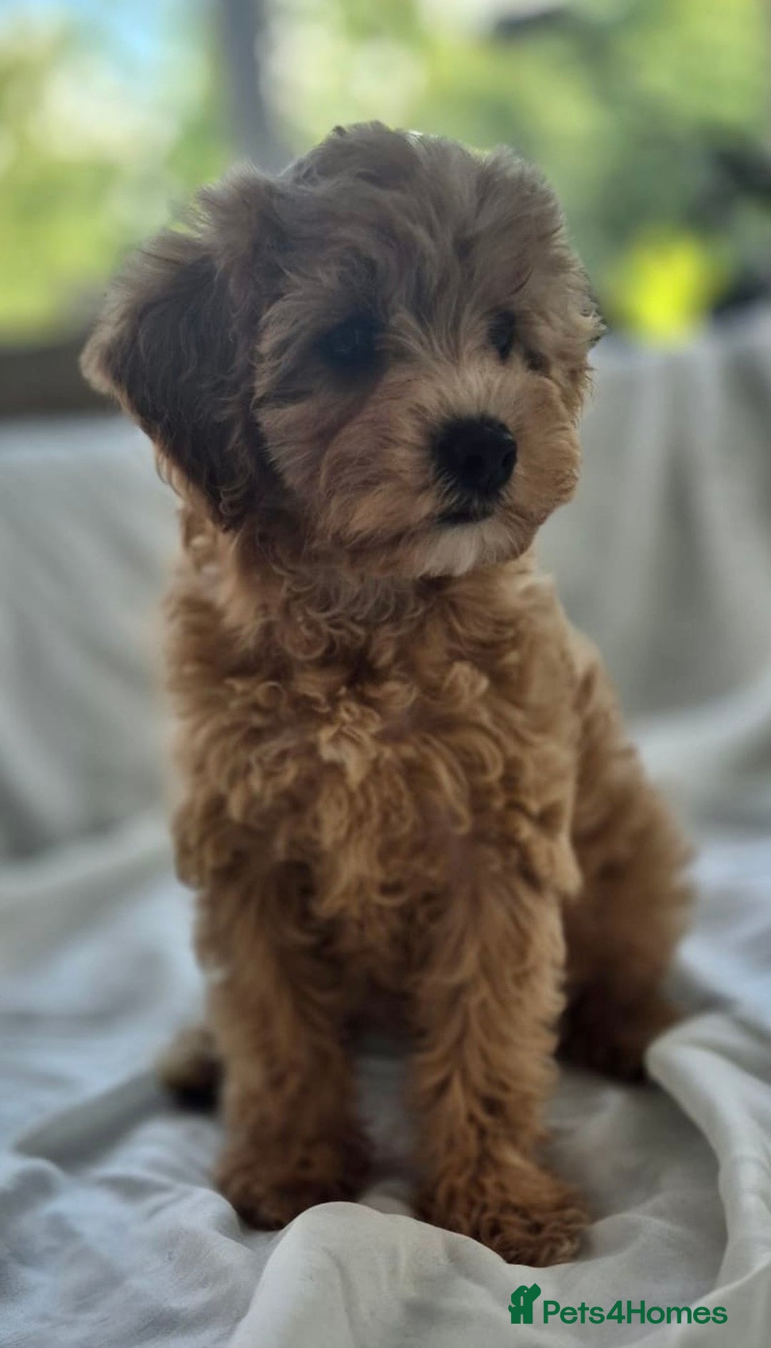 Cavapoochon dogs for sale: F1b MOYEN MERLE CAVAPOOCHON PUPS - Image 8
