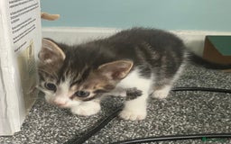 Mixed Breed cats for sale: 3 gorgeous Toms for sale - Image 14