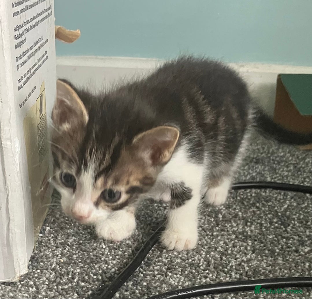 Mixed Breed cats for sale: 3 gorgeous Toms for sale - Image 14