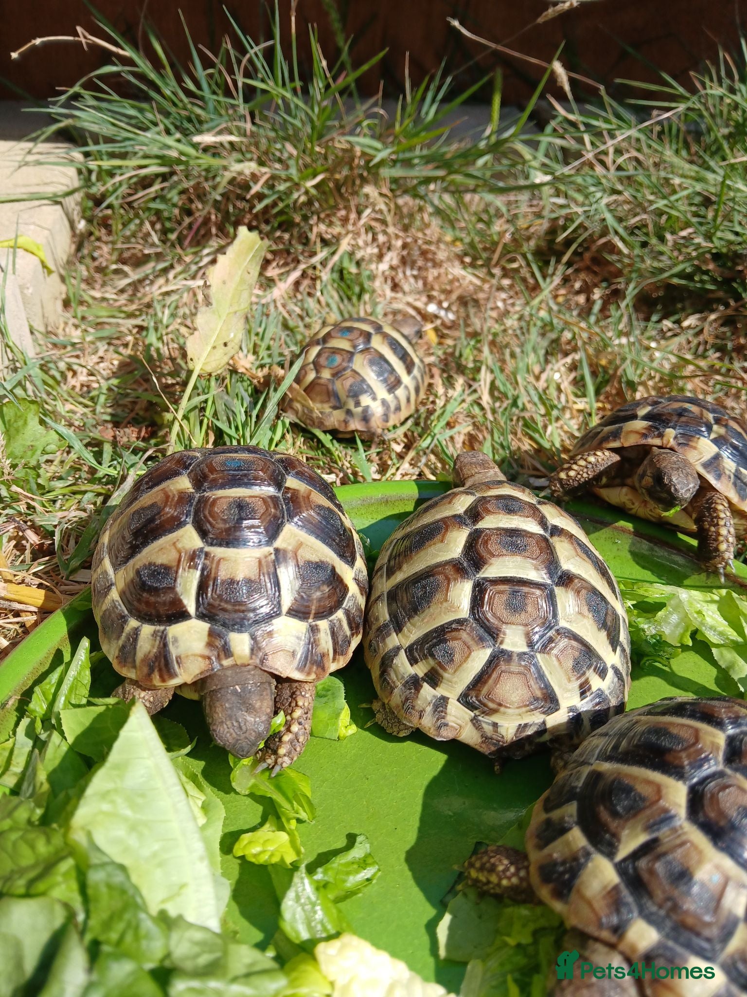 Hermann Tortoise reptiles Hermann tortoise - Advert 1