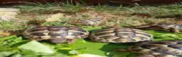 Hermann Tortoise reptiles for sale: Hermann tortoise in Chippenham - Advert 1