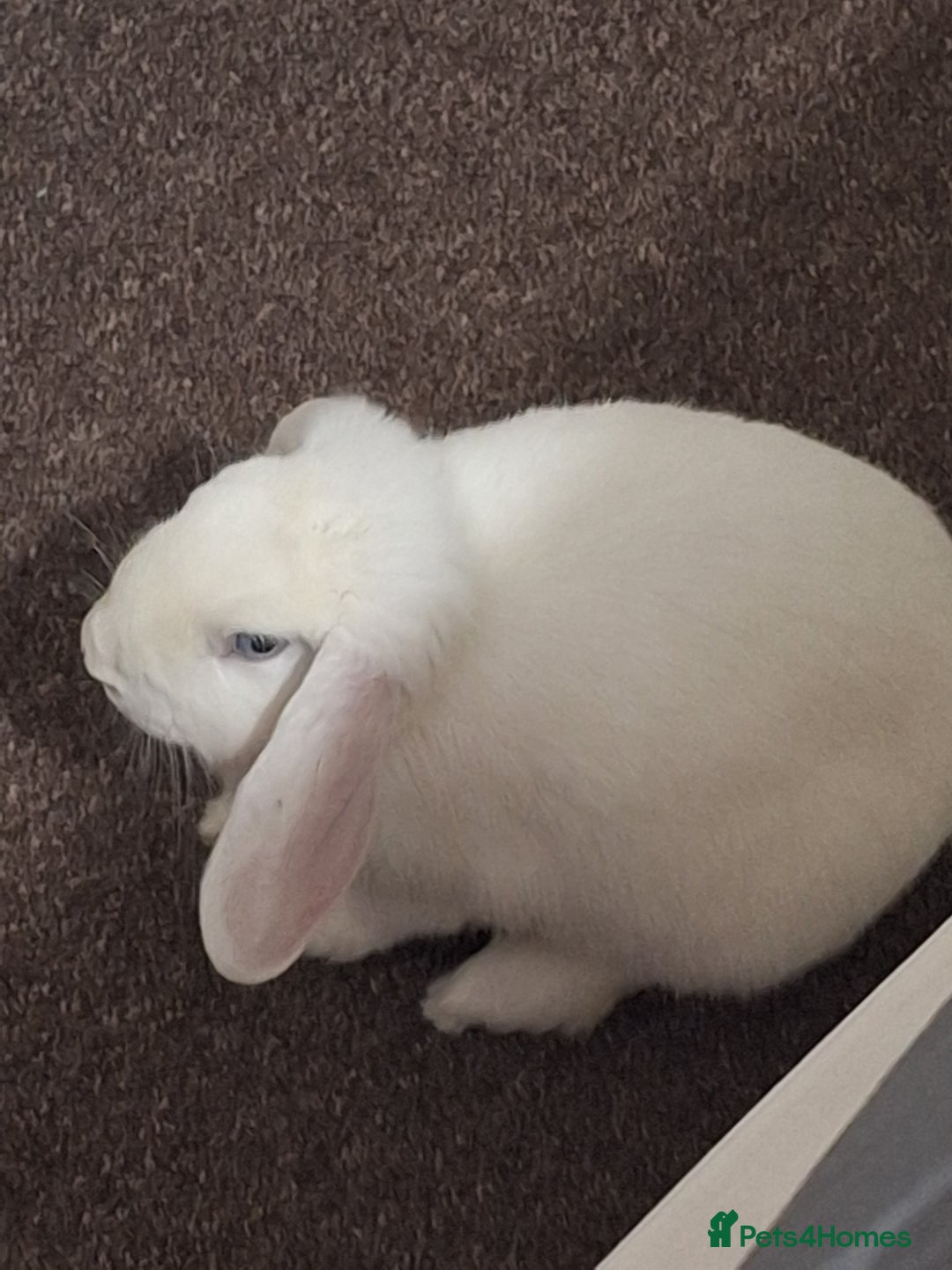 English Lop rabbits for sale: Female white french lop - Advert 1