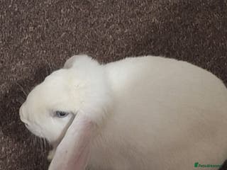 English Lop rabbits Female white french lop - Advert 19