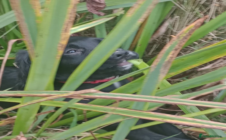 Sprocker dogs - Advert 4