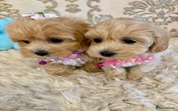 Maltipoo dogs for sale: ADORABLE F1 MALTIPOO PUPPIES DNA TESTED  - Image 13