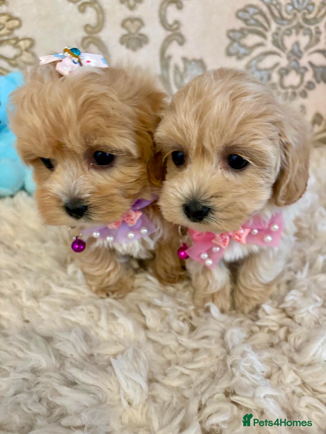 Maltipoo dogs for sale: ADORABLE F1 MALTIPOO PUPPIES DNA TESTED  - Image 13