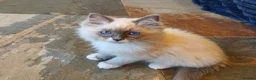 Ragdoll cats for sale: 💖Very Beautiful GCCF Registered Ragdoll Kittens. - Advert 14