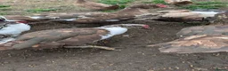 Ducks poultry for sale: 3 Muscovy Drakes - chocolate/pied markings in Bradford - Advert 5