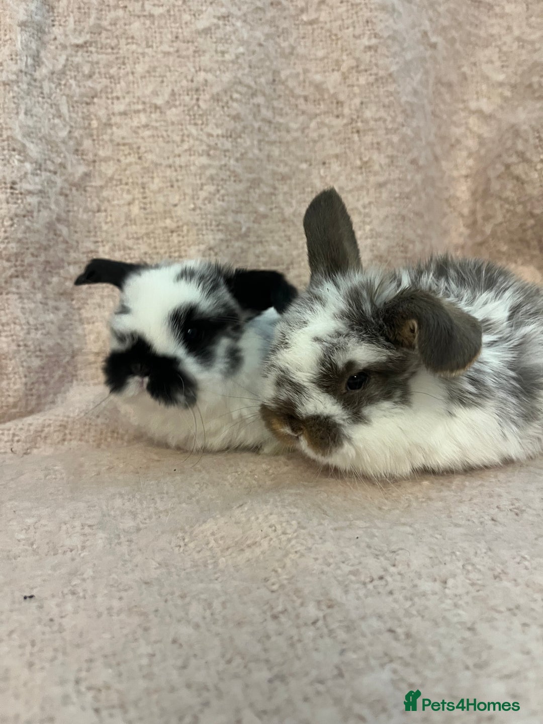 Mini Lop rabbits for sale: Gorgeous mini lops  - Advert 3