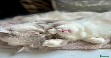 Ragdoll cats - Advert 13