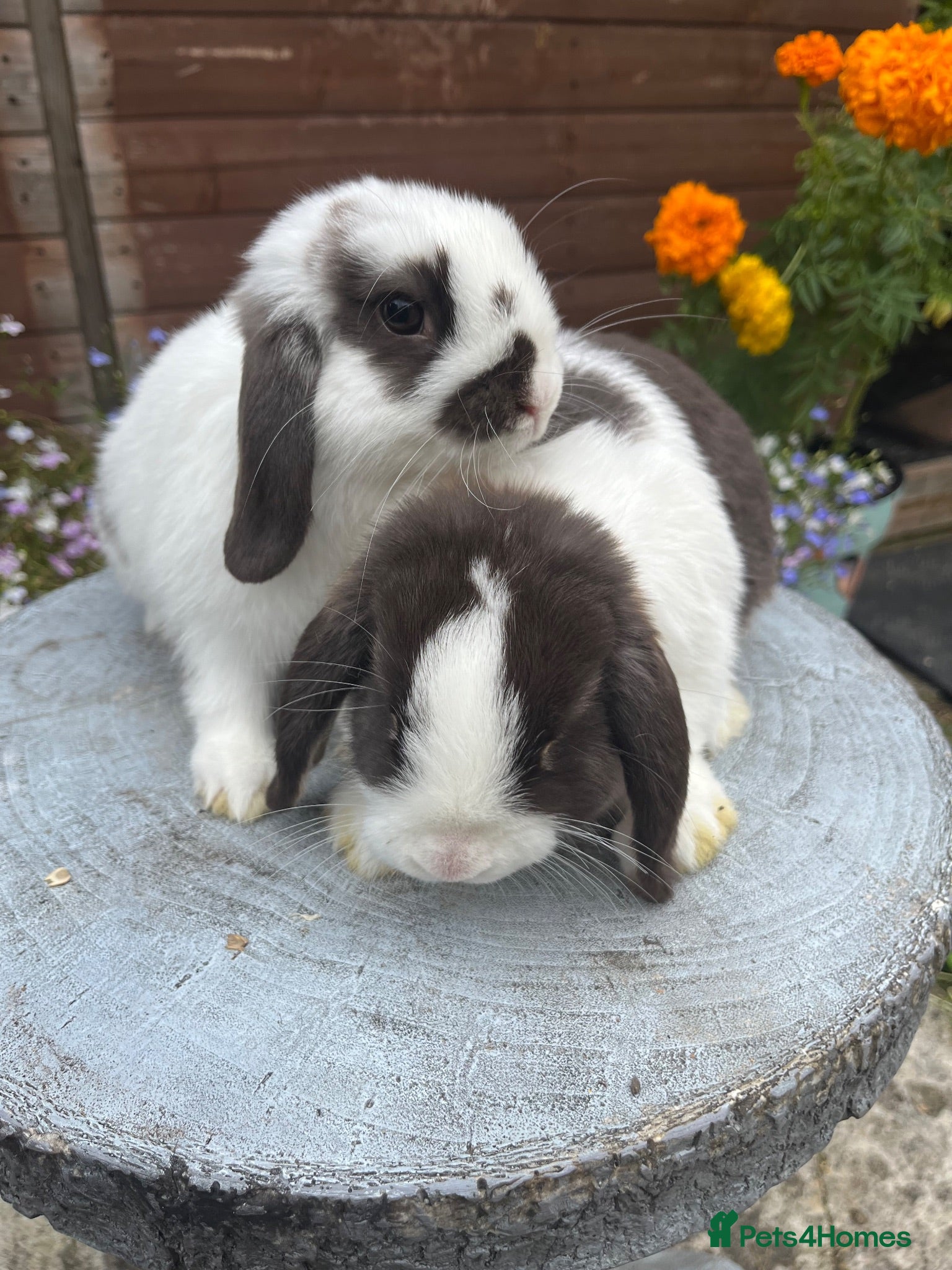 Mini Lop rabbits Stunning Mini lops ready to go now  - Advert 8