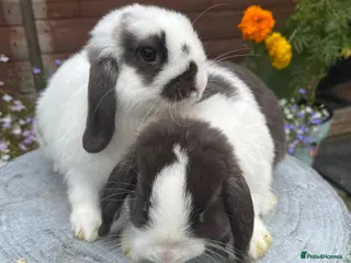 Mini Lop rabbits Stunning Mini lops ready to go now - Advert 8