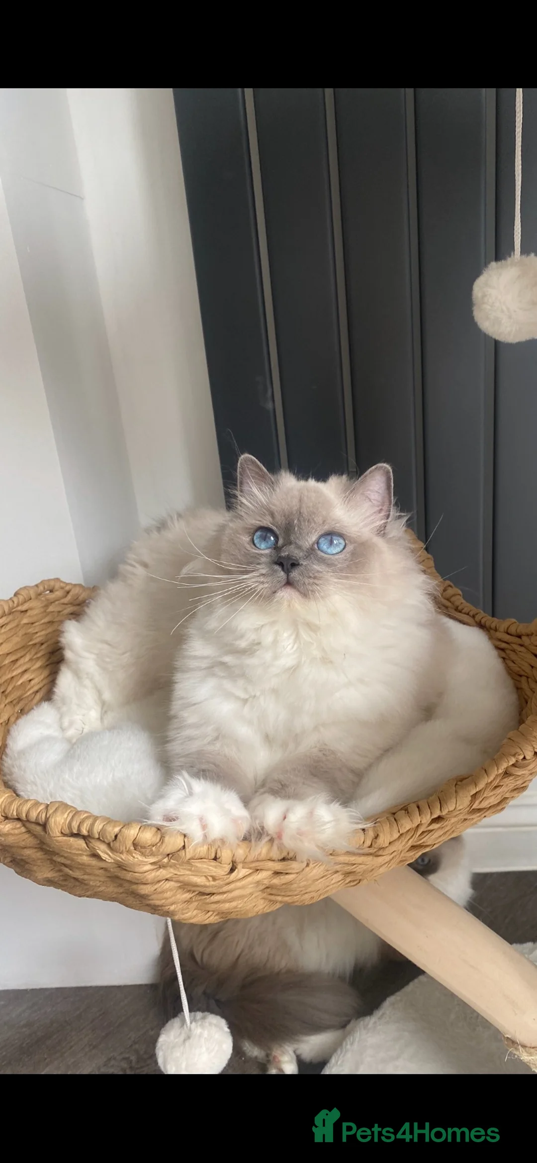 Ragdoll cats for sale: Chunky Ragdoll kittens  - Advert 7