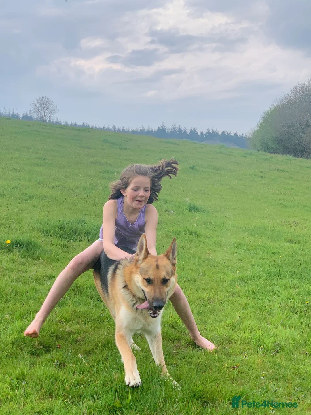 German Shepherd dogs for stud: Spectacular GSD wolfdog *for Stud only* in Dursley - Advert 33