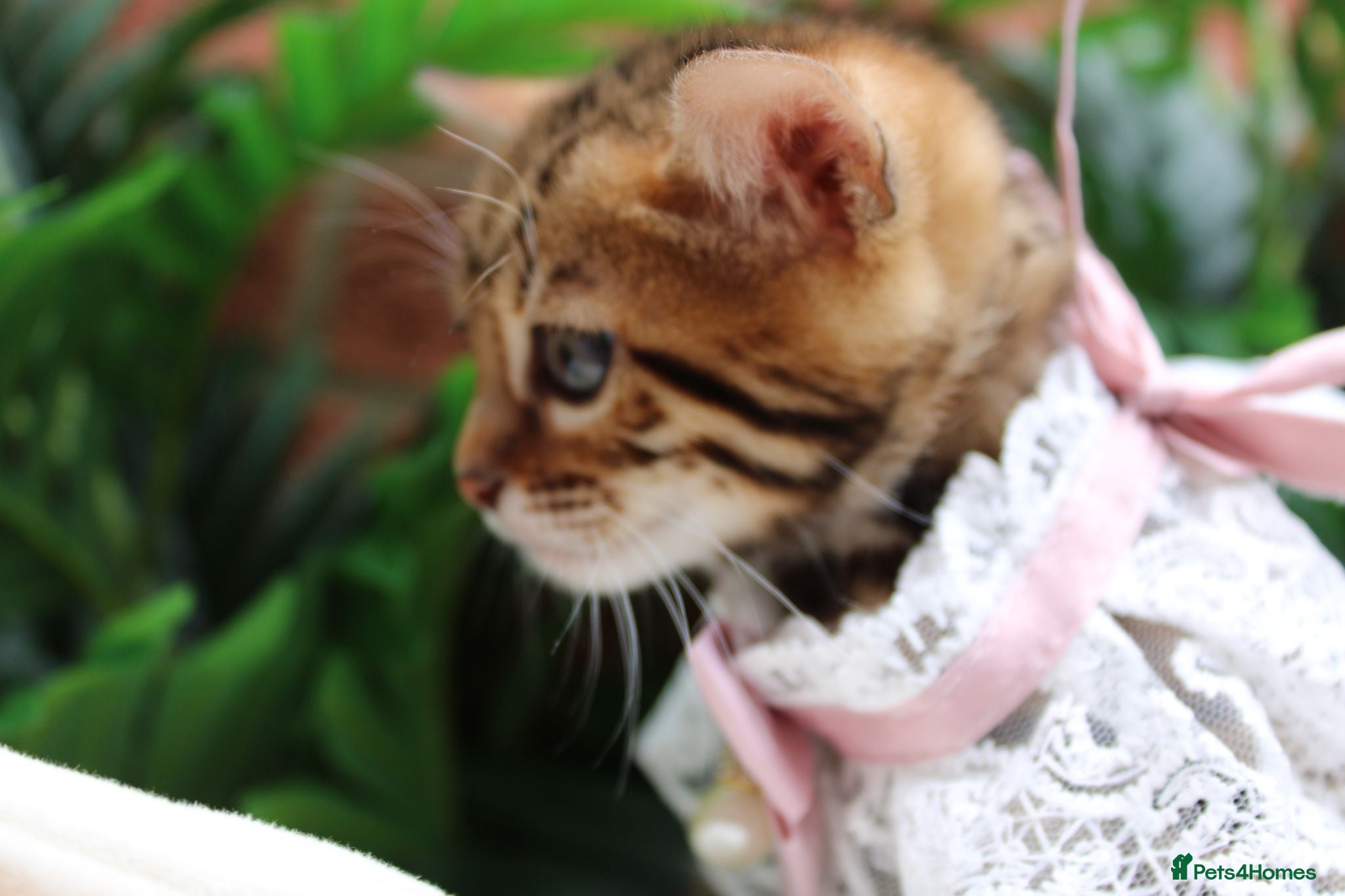 Bengal cats 🔥Beautiful Bengal girl available🔥 - Advert 2