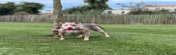 American Bully dogs for sale: Vivienne 3 year old pocket bully  - Advert 7