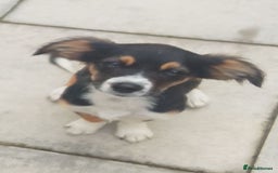 Mixed Breed dogs for sale: Border collie x bichon fries  - Image 1