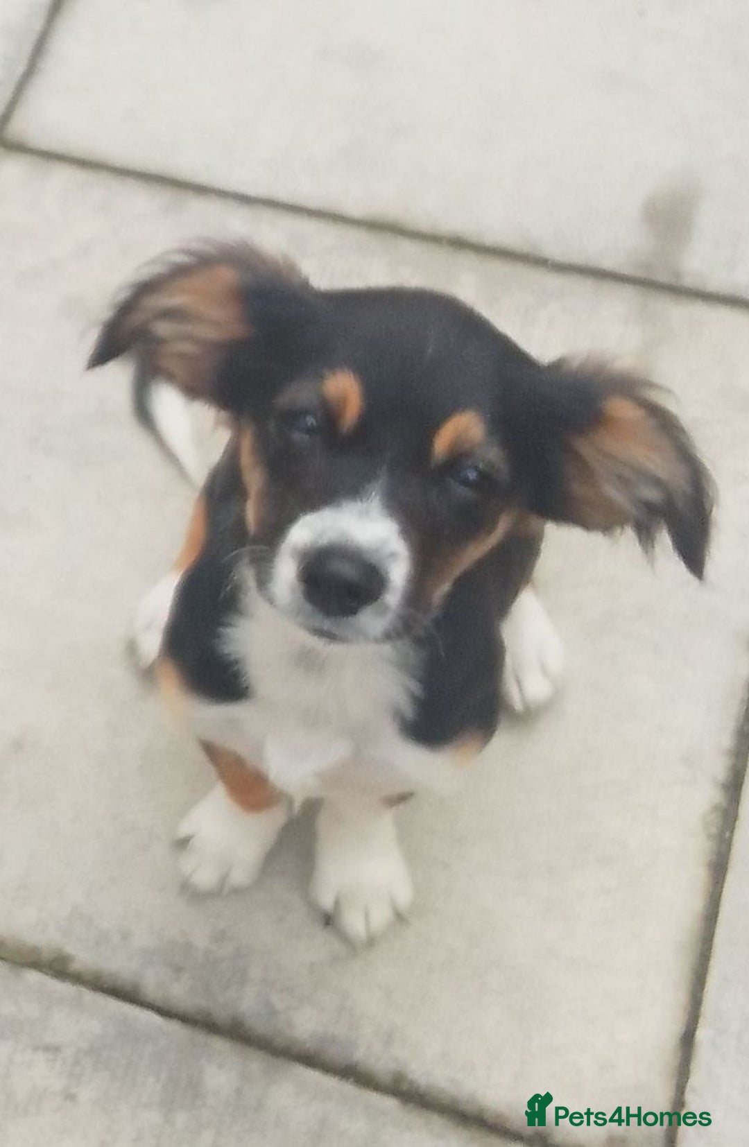 Mixed Breed dogs for sale: Border collie x bichon fries  - Image 1