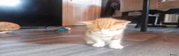 Mixed Breed cats for sale: Beautiful kittens ready soon in Glasgow - Advert 5