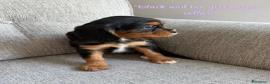Little girl purple collar 