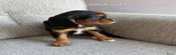 Cavalier King Charles Spaniel dogs for sale: Cavalier King Charles puppies  - Advert 21