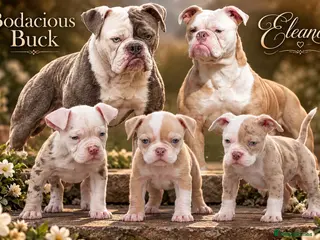 Olde English Bulldogge dogs DONT LET YOUR DREAMS JUST BE DREAMS - Advert 2