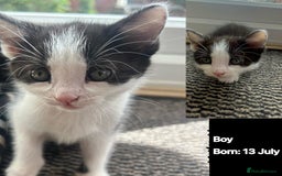 Domestic Shorthair cats for sale: Kittens - Image 11