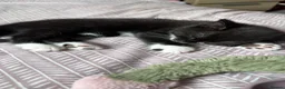 Domestic Shorthair cats for sale: Beautiful kittens looking for their forever home - Advert 4