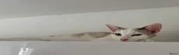 Mixed Breed cats for sale: Kittens for forever homes - READ AD FIRST  - Advert 2