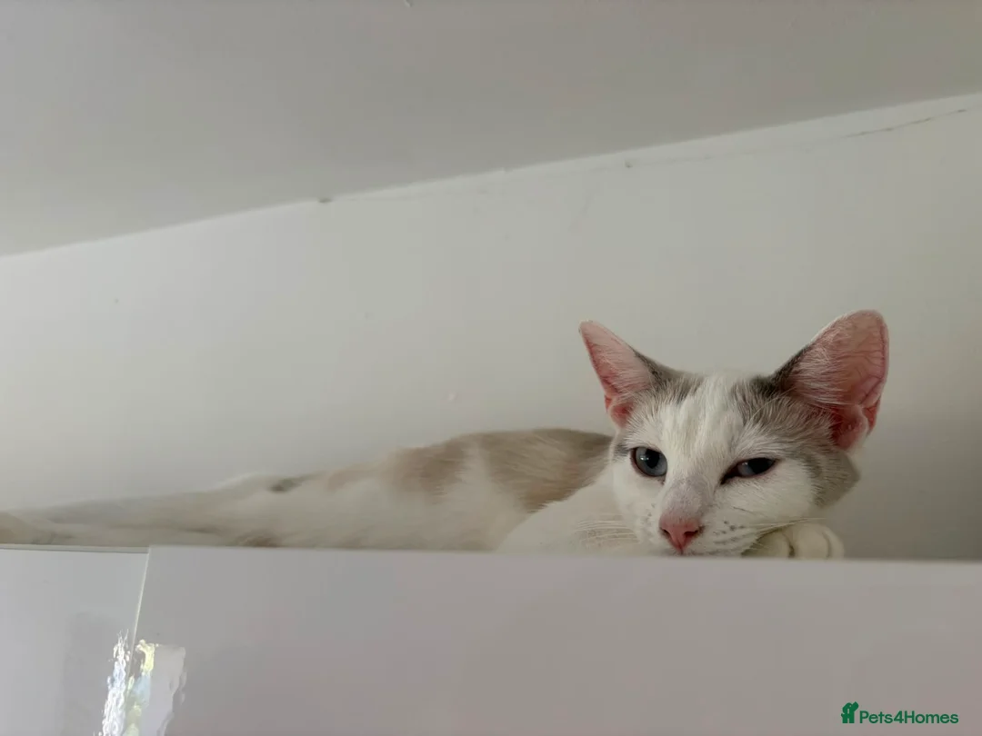 Mixed Breed cats for sale: Kittens for forever homes - READ AD FIRST  - Advert 2