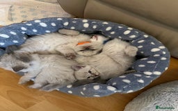 Ragdoll cats for sale: 5 Pure Ragdoll Kittens (7 Weeks Old) in Camborne - Image 3