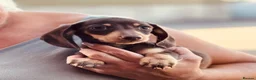 Miniature Dachshund dogs for sale: Ready for new home: KC, PRA clear stunning boy - Advert 6