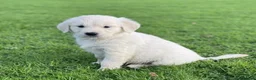 Golden Retriever dogs for sale: Gorgeous chunky golden retriever puppies - Advert 4