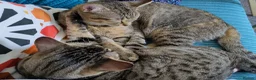 Mixed Breed cats for sale: 2 beautiful cats looking for a loving home in Saint Austell - Advert 7