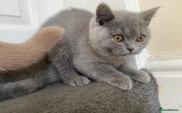 British Shorthair cats for sale: GCCF Active Championship line Blue & Lilac Kittens - Image 34