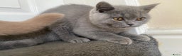 British Shorthair cats for sale: GCCF Active Championship line Blue & Lilac Kittens - Advert 32