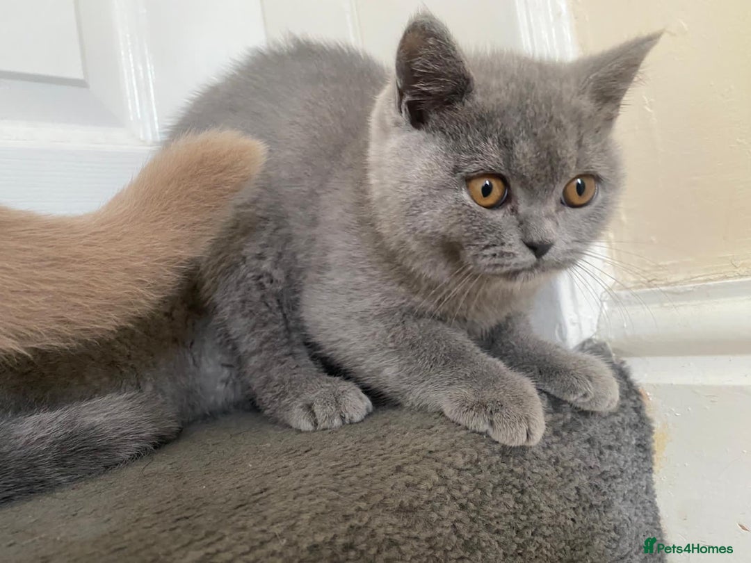 British Shorthair cats for sale: GCCF Active Championship line Blue & Lilac Kittens - Image 34