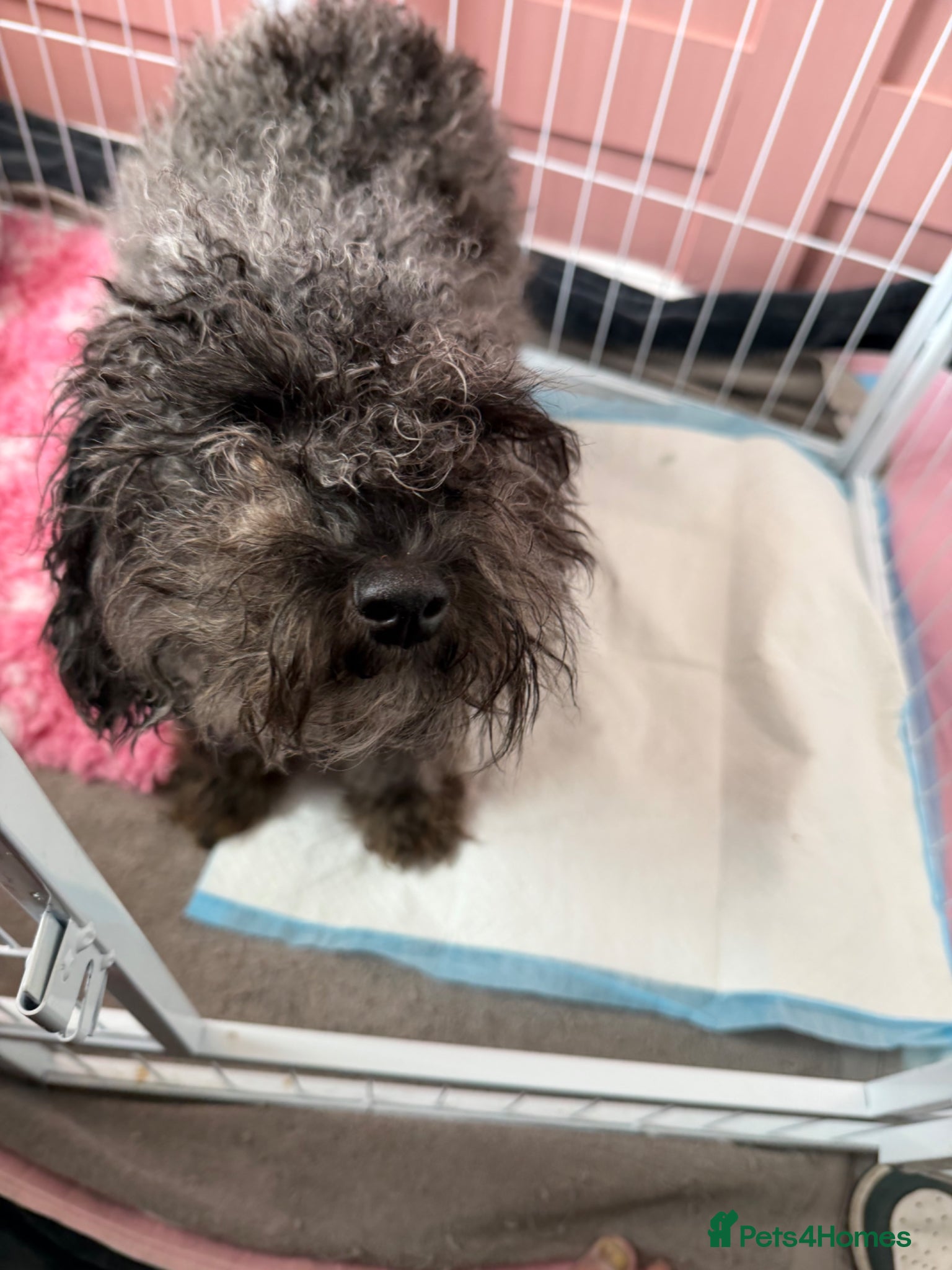 Mixed Breed dogs Cavapoo x dachshund  - Advert 2