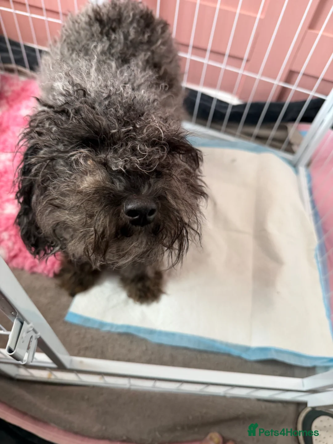 Mixed Breed dogs for sale: Cavapoo x dachshund  in Newark - Advert 1