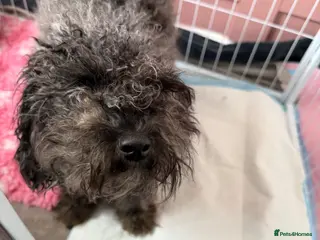 Mixed Breed dogs Cavapoo x dachshund (7 available, 4 boys 3 girls) - Advert 7