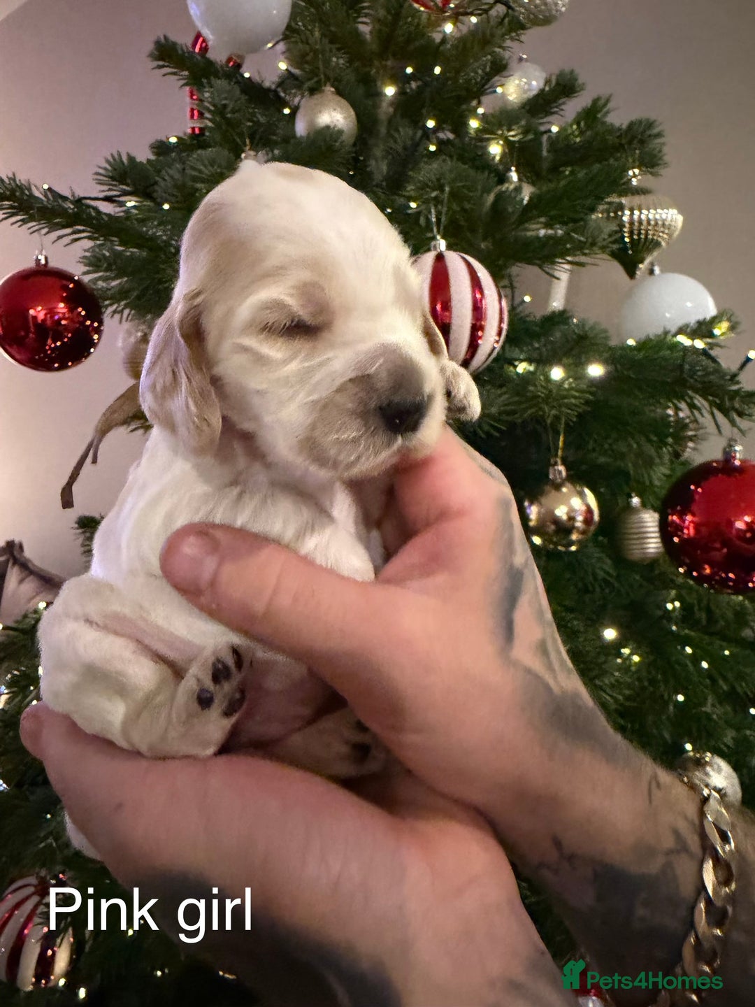 Cocker Spaniel dogs for sale: KC registered show type cocker spaniel  - Advert 14