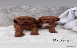 Cavapoo dogs for sale: Red curly cavapoo puppies  - Advert 6