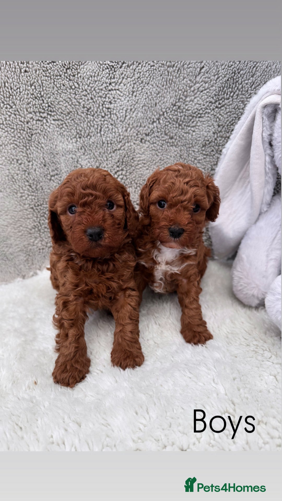 Cavapoo dogs for sale: Red curly cavapoo puppies  - Advert 6