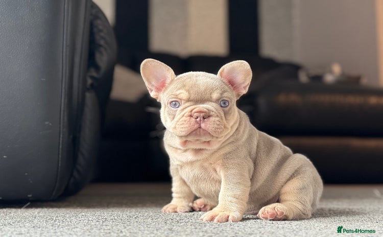 French Bulldog dogs - Advert 9