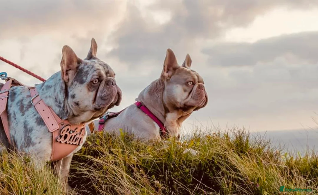 French Bulldog dogs for stud: New Shade Isabella Pied French Bulldog Stud Proven in Gunnislake - Advert 14