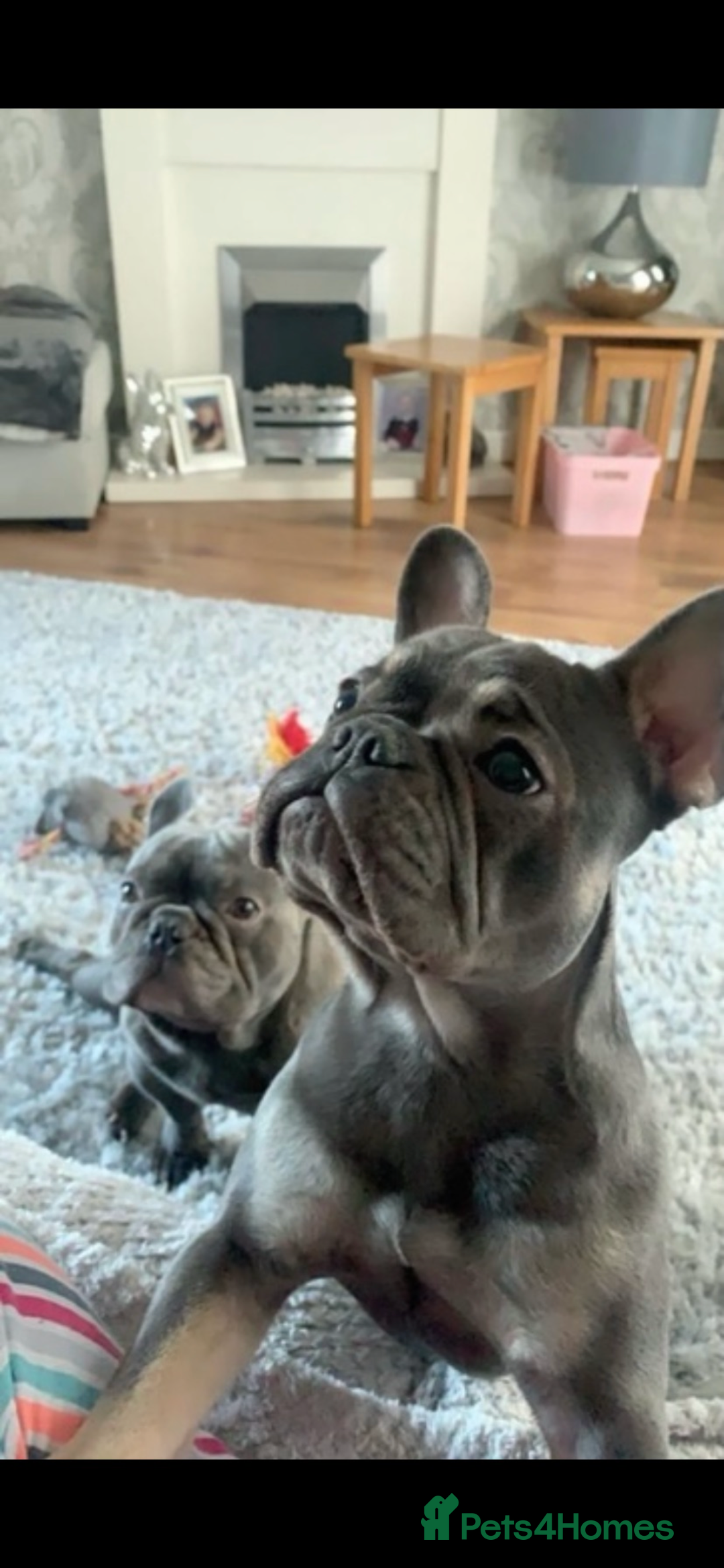 French Bulldog dogs for sale: French bulldog pups  - Image 18