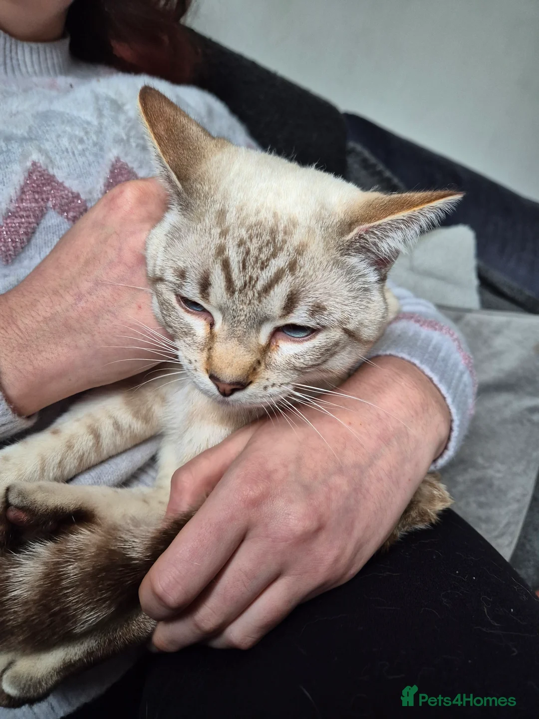 Snowshoe cats for sale: Pedigree snowshoe neutered choc tabby  - Advert 7