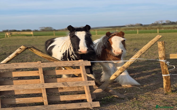 Irish Cob horses - Advert 6
