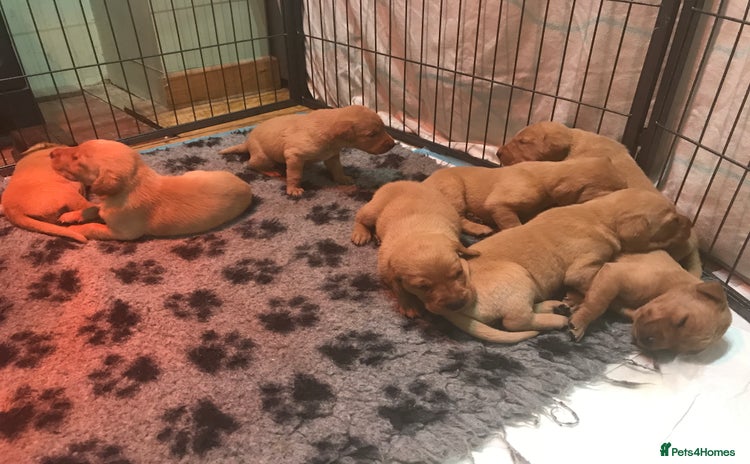 Labrador Retriever dogs - Advert 11