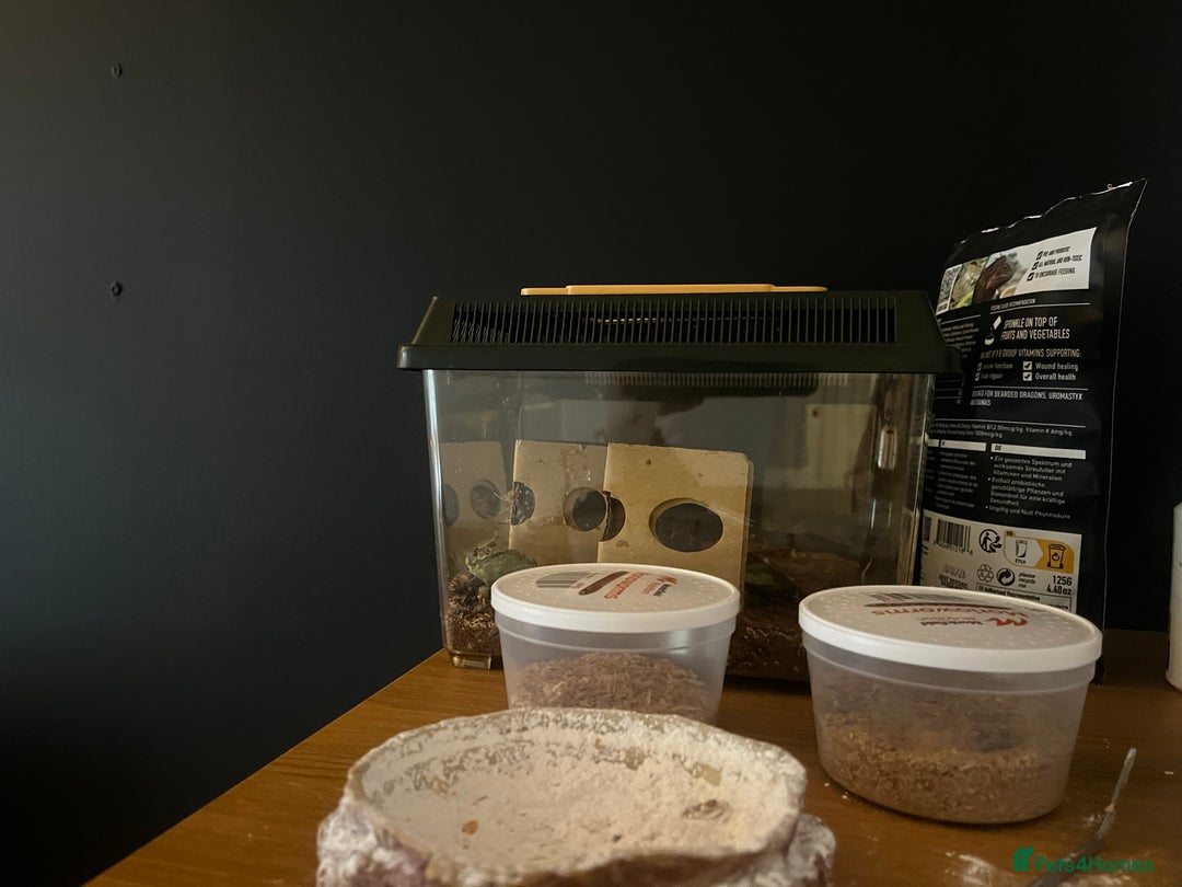 Bearded Dragon reptiles for sale: bearded dragon and vivarium - Image 8